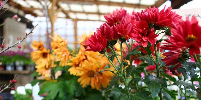 長崎　お花　野菜の苗　キタガワ商会